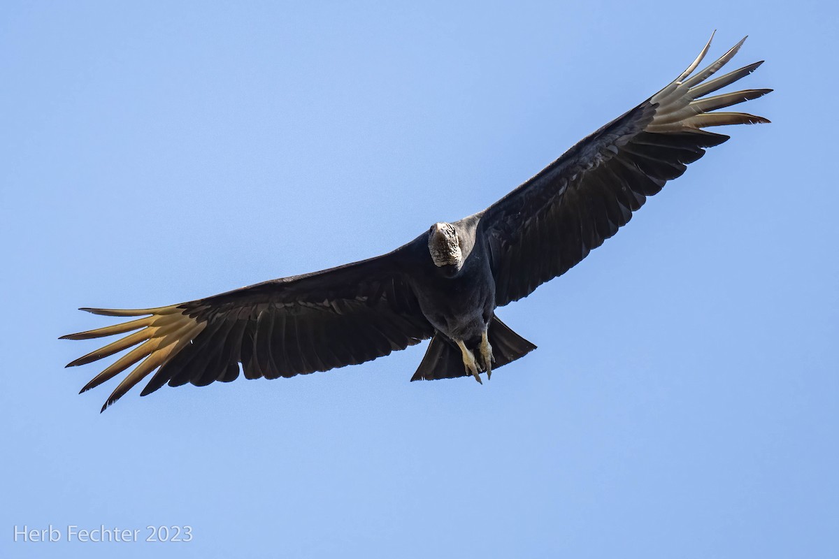 Black Vulture - ML541771931