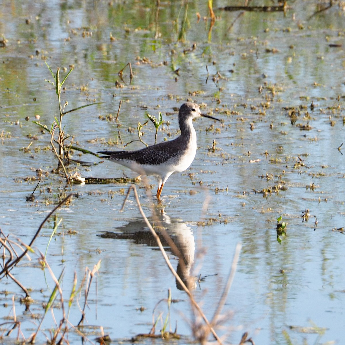 Lesser Yellowlegs - ML541773121