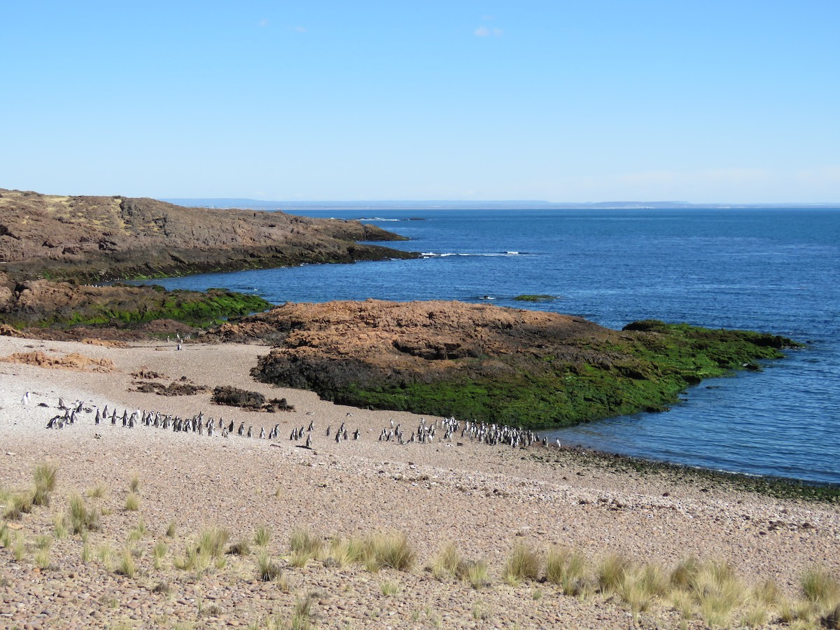 Magellanic Penguin - ML541774161