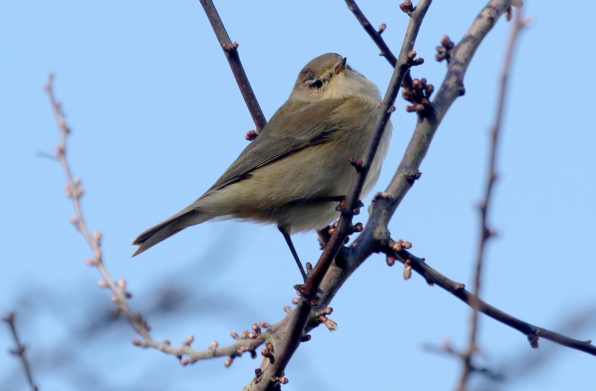 Common Chiffchaff - ML541774841