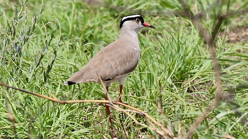 Crowned Lapwing - ML541775791