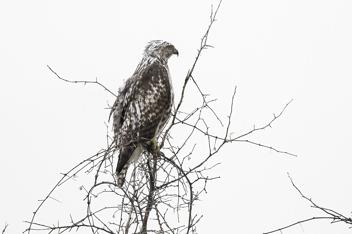 Red-tailed Hawk - ML541776011