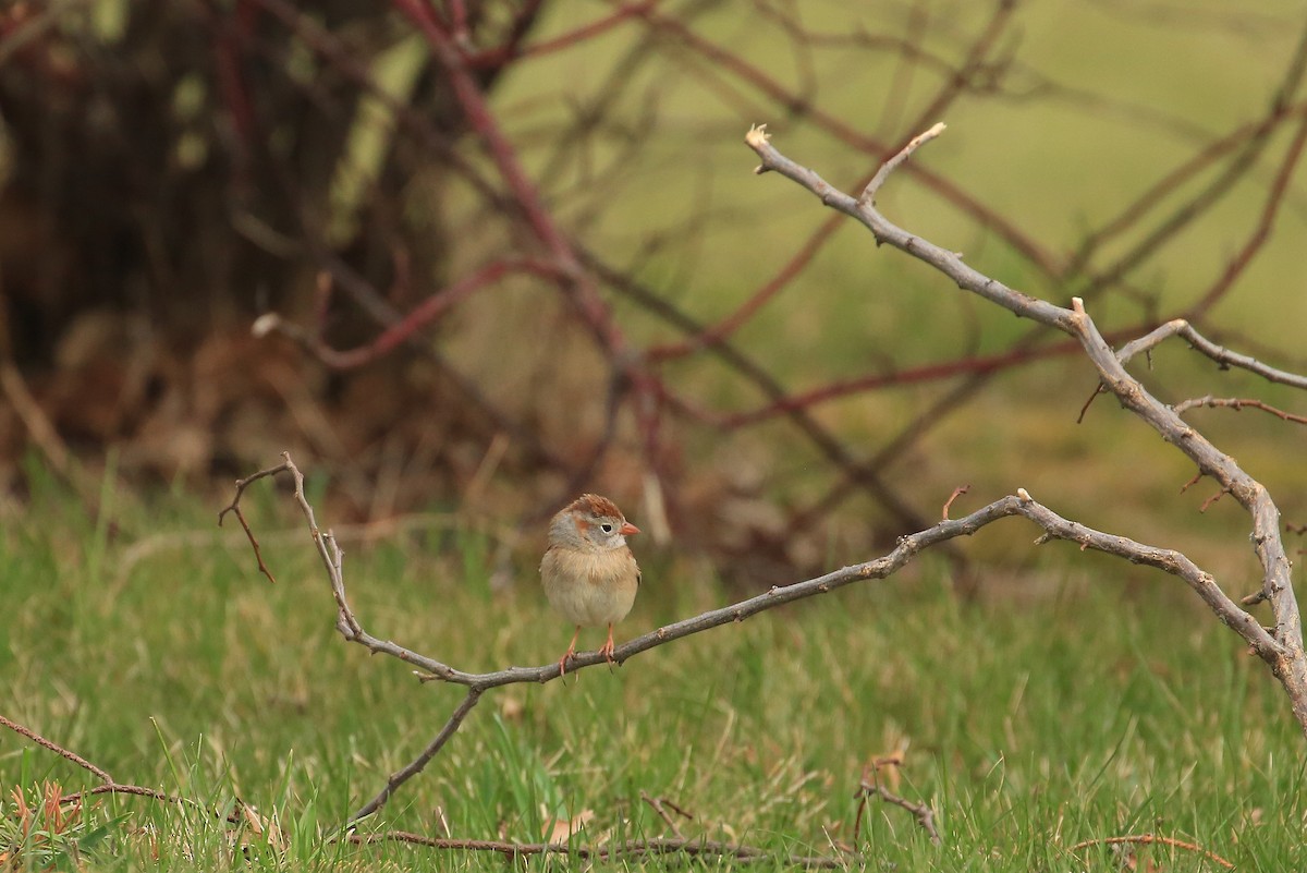 Field Sparrow - ML54177671