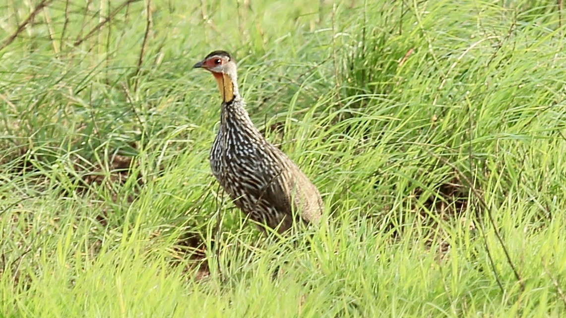 Francolin à cou jaune - ML541777201