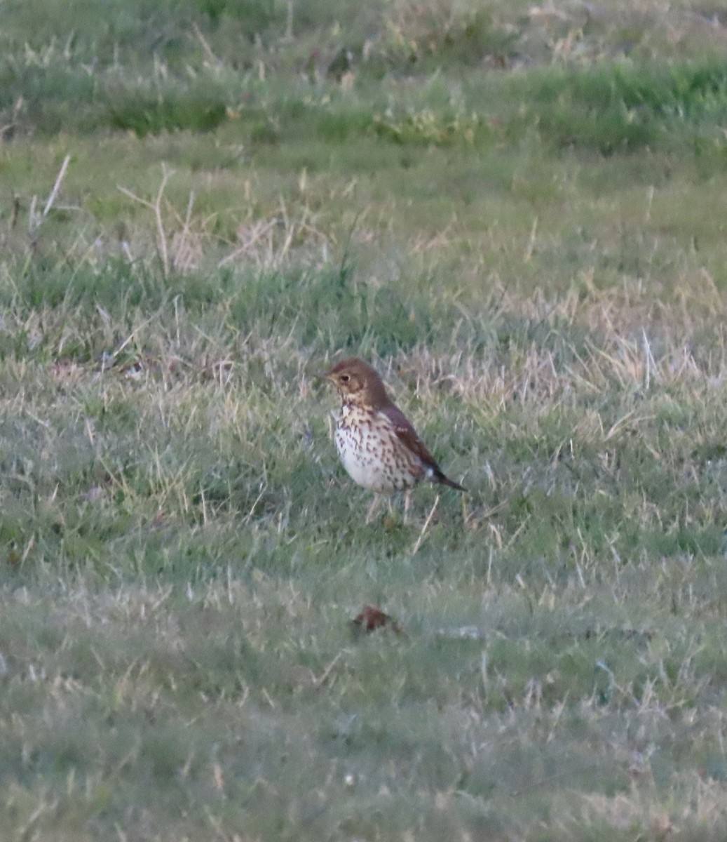 Song Thrush - María Mateos-Rodríguez