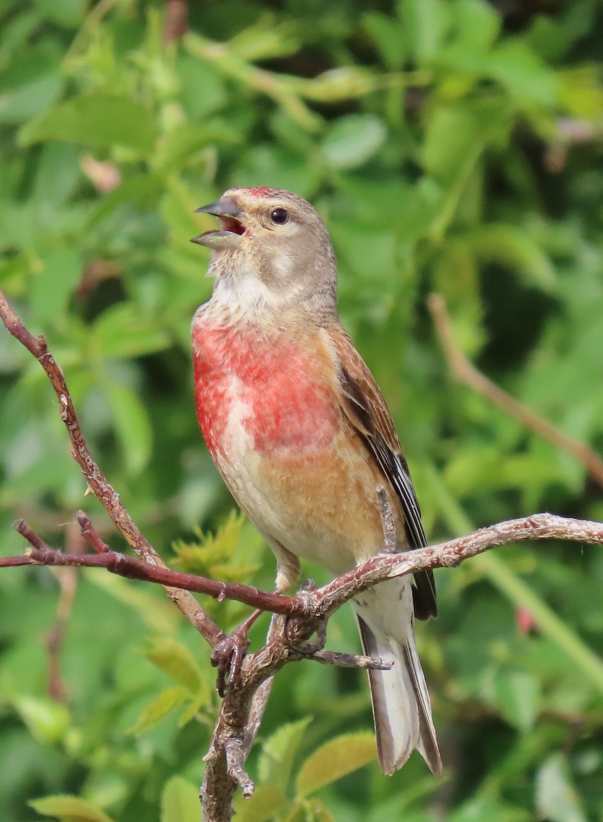 Eurasian Linnet - ML541778911