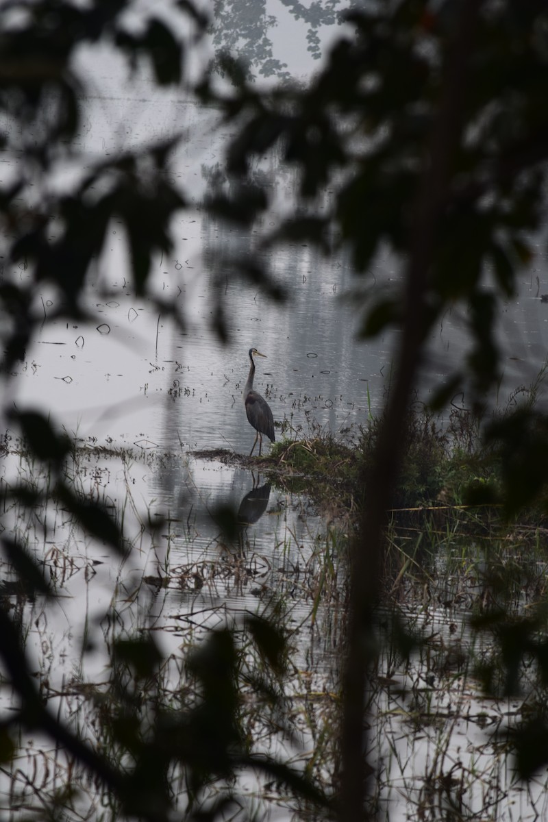 Purple Heron - ML541778941