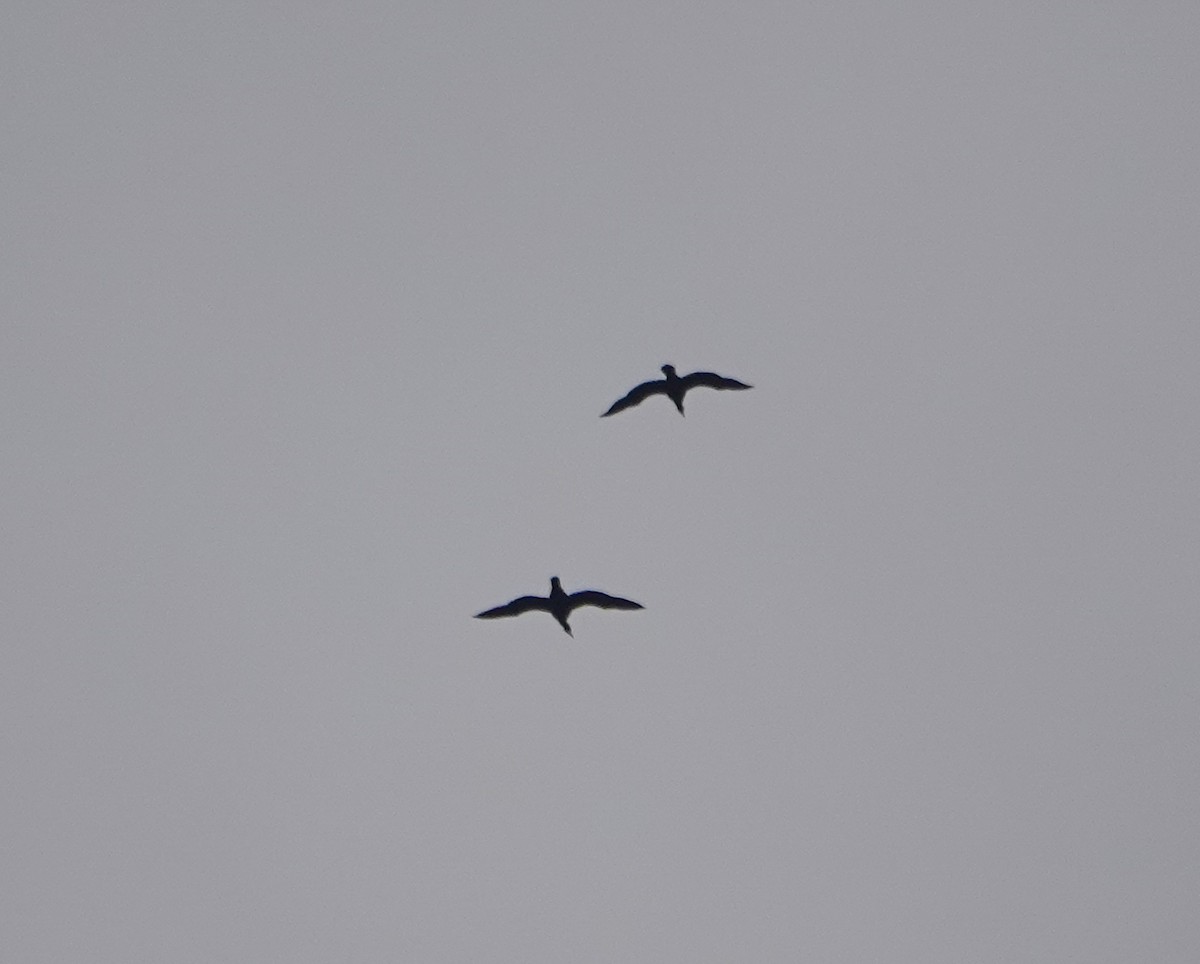 Double-crested Cormorant - Dave Hart