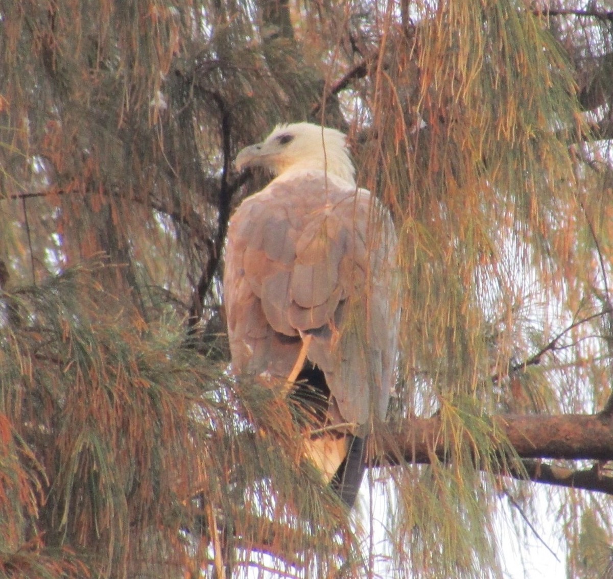 White-bellied Sea-Eagle - ML541779331