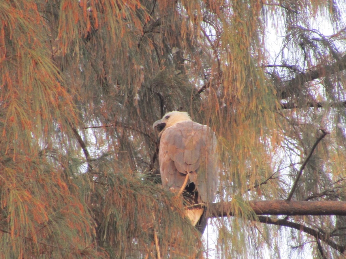 White-bellied Sea-Eagle - ML541779351