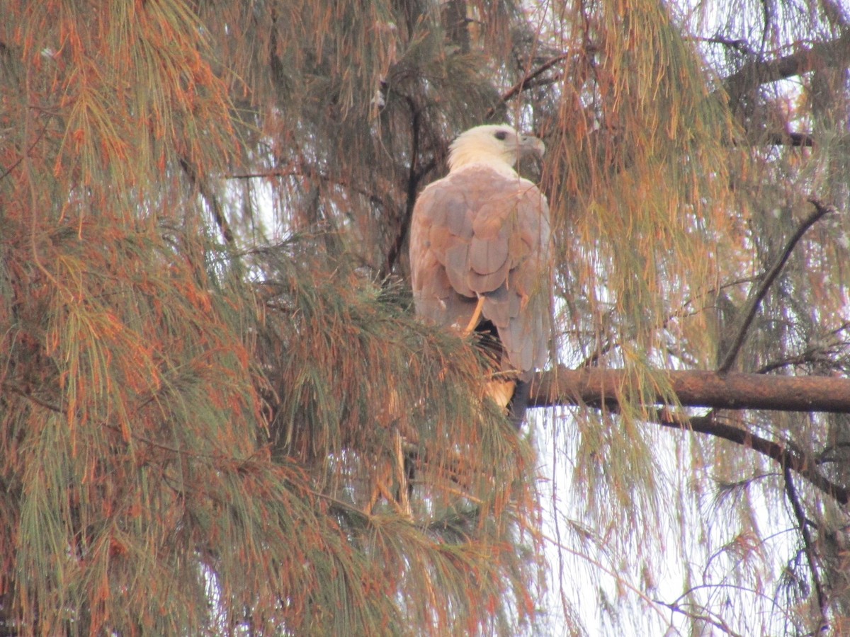 White-bellied Sea-Eagle - ML541779361