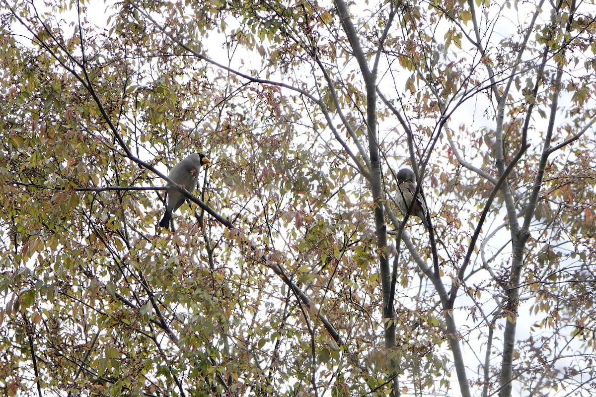 Japanese Grosbeak - ML541779411