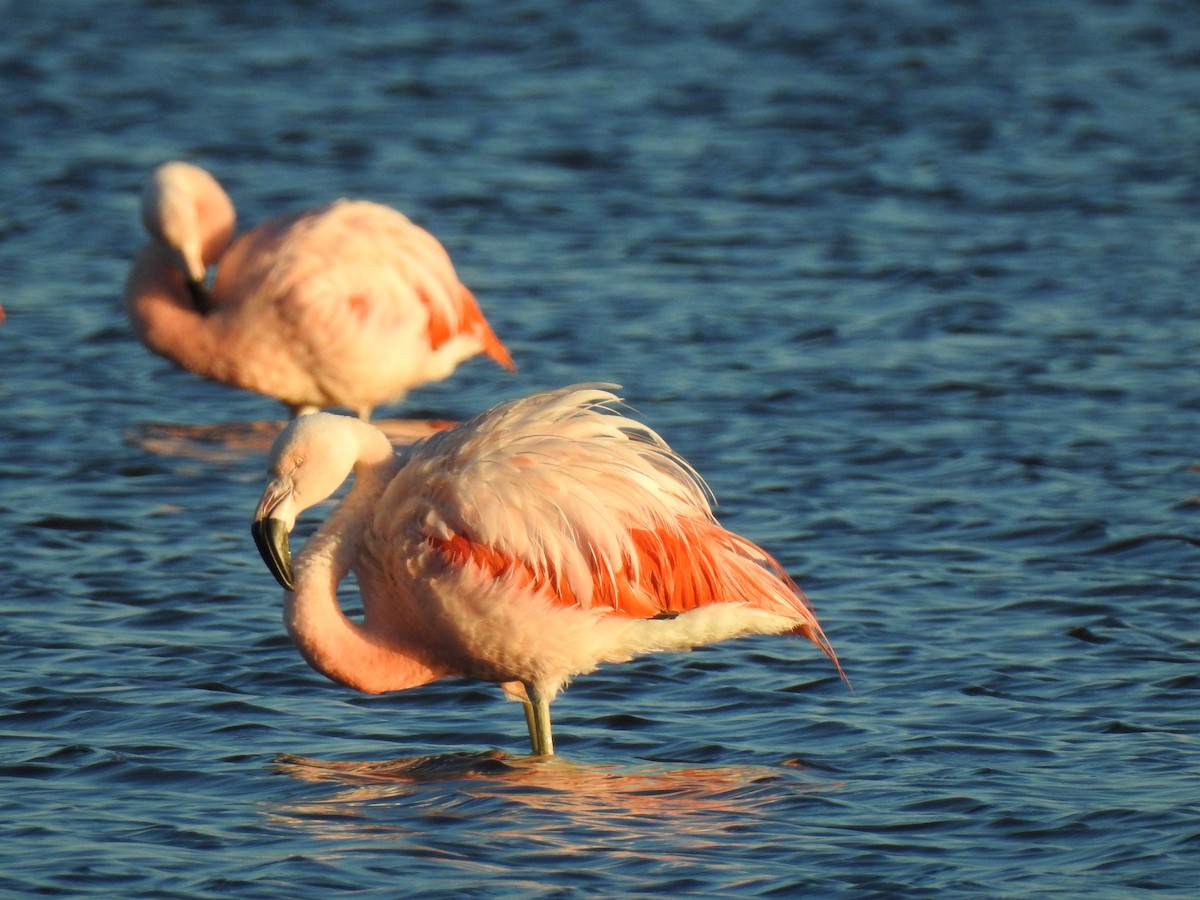 Chilean Flamingo - ML541780481
