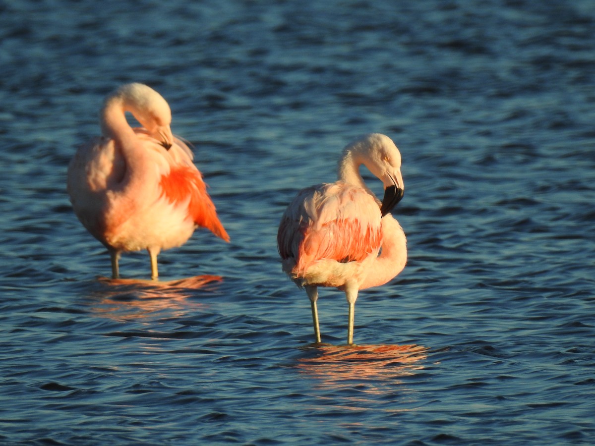 Chilean Flamingo - ML541780501