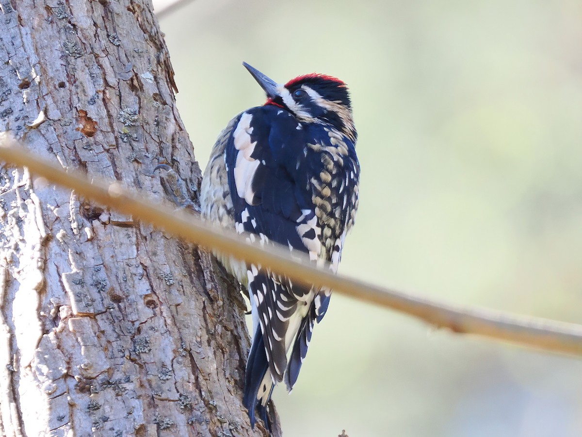 Yellow-bellied Sapsucker - ML541780791