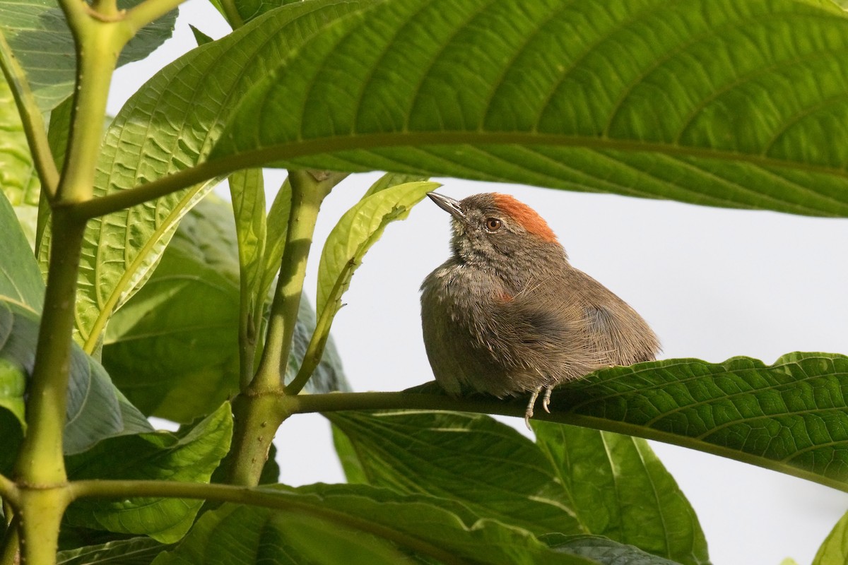 Azara's Spinetail - ML541780881