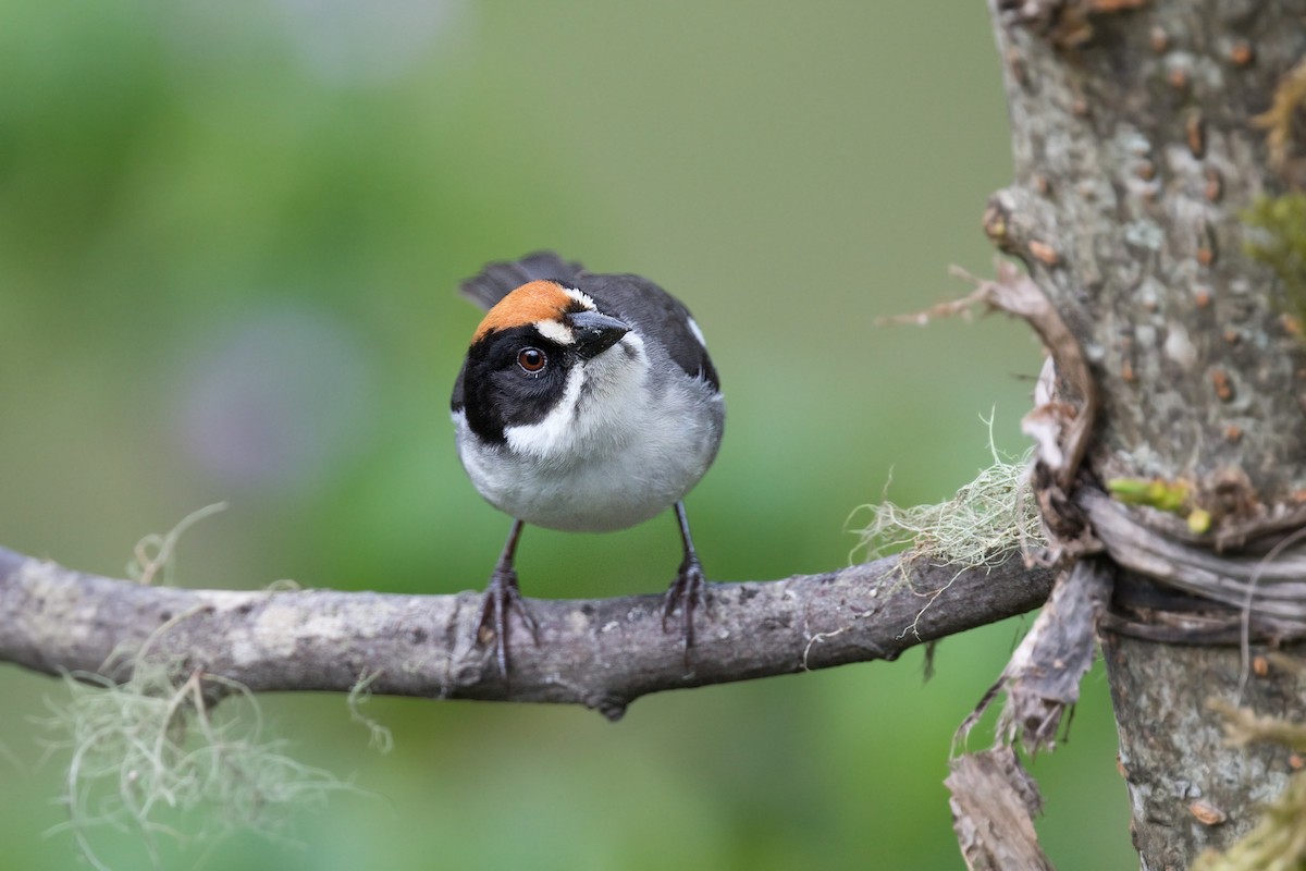 White-winged Brushfinch - ML541781211