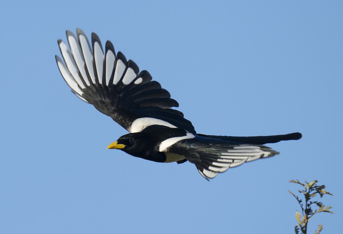 Yellow-billed Magpie - Gail  West