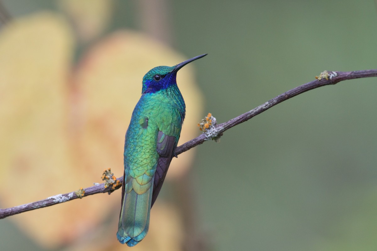 Sparkling Violetear - Michel Gutierrez