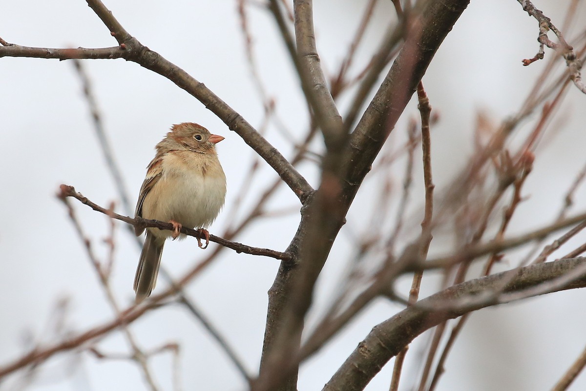 Field Sparrow - ML54178191