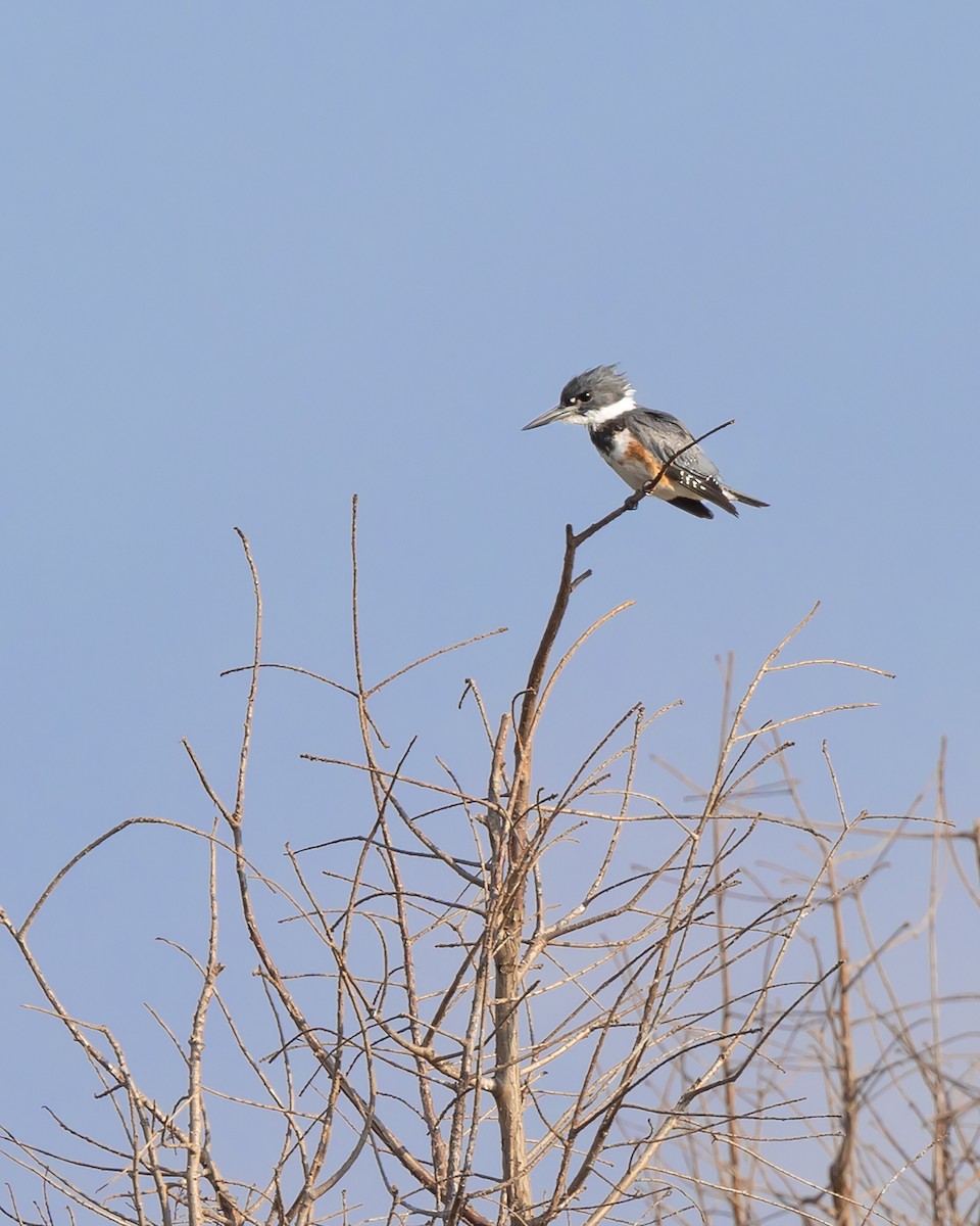 Belted Kingfisher - ML541782981