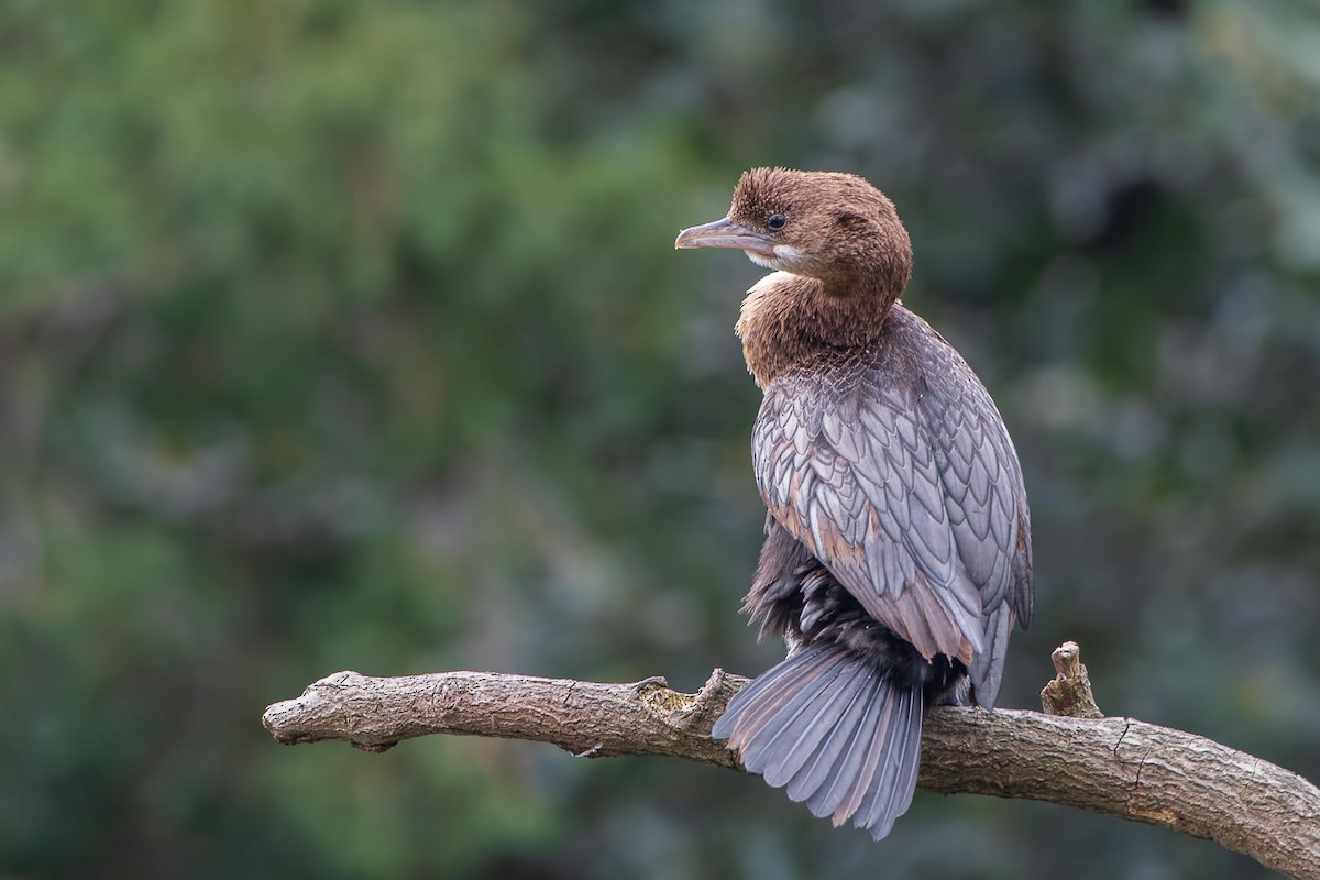 Pygmy Cormorant - ML541783441