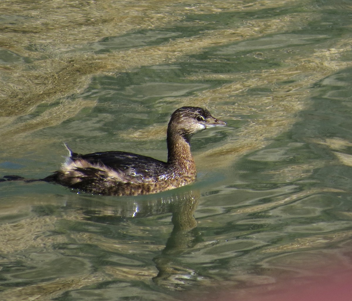 Pied-billed Grebe - ML541783571