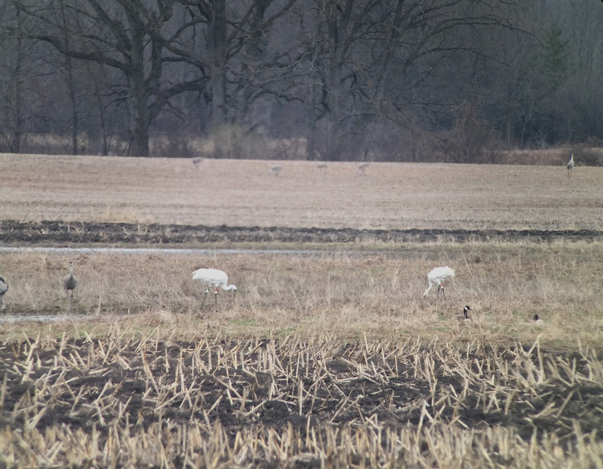 Whooping Crane - ML54178431