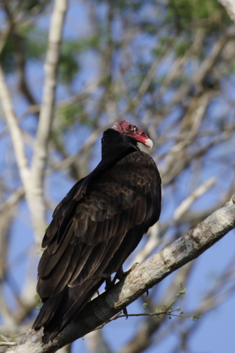 Turkey Vulture - ML541784391