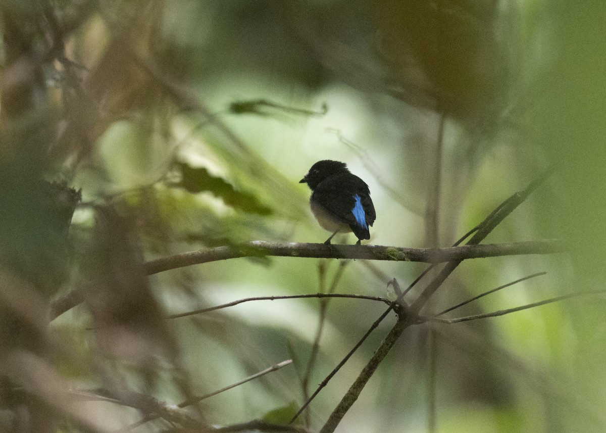 White-fronted Manakin - Silvia Faustino Linhares