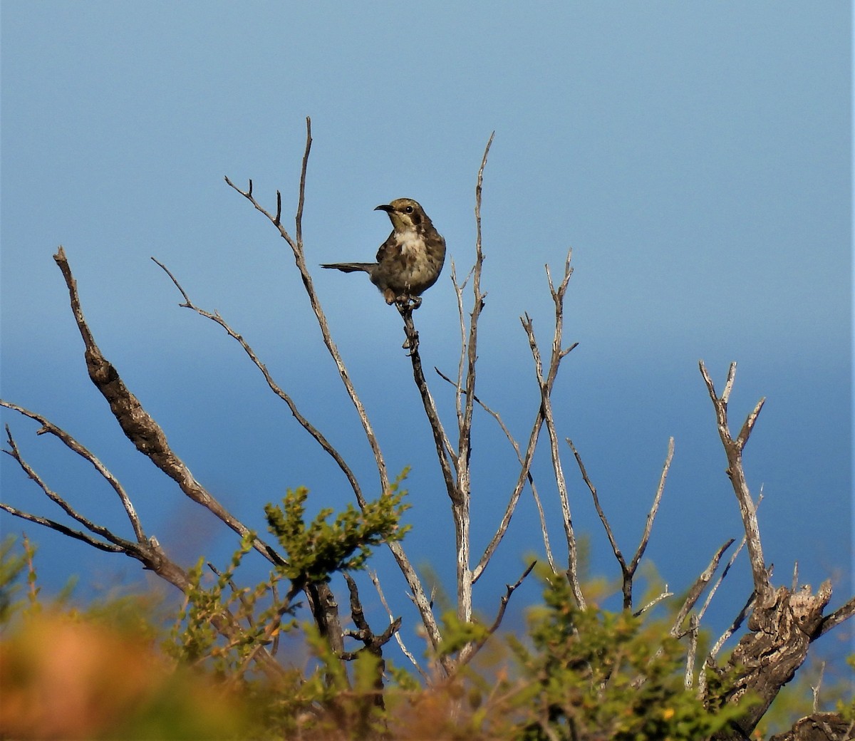 Tawny-crowned Honeyeater - ML541785561