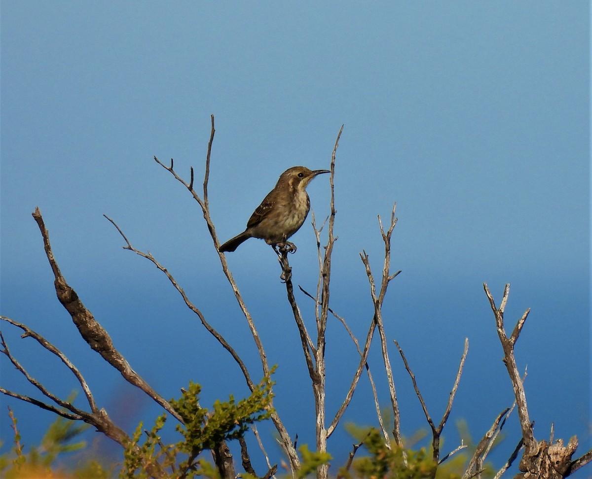 Tawny-crowned Honeyeater - ML541785571