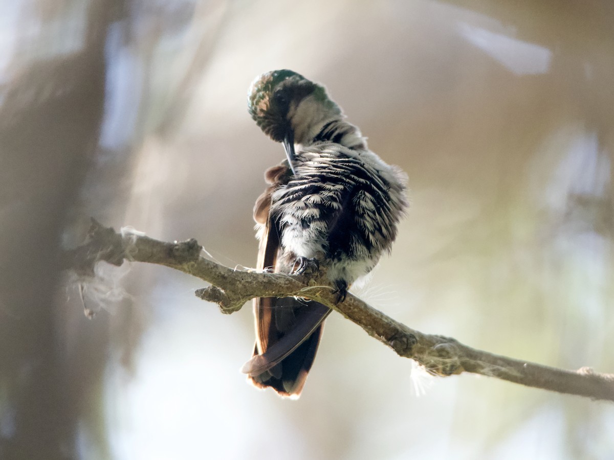 Blue-tailed Emerald - ML541786371