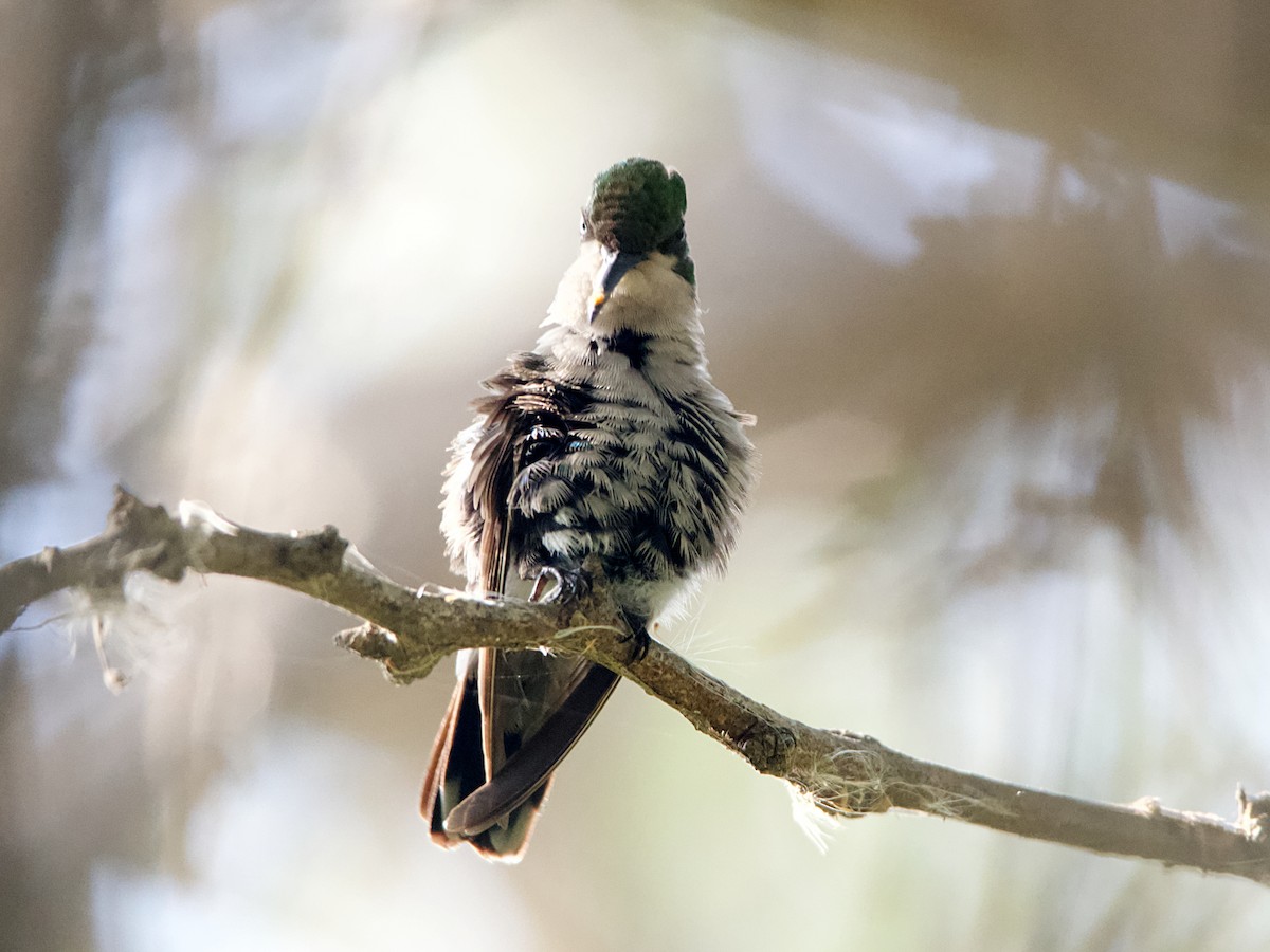 Blue-tailed Emerald - ML541786441