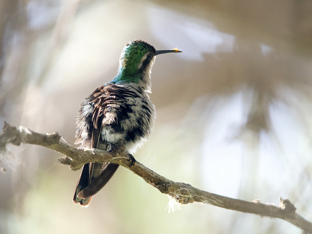 Blue-tailed Emerald - ML541786451