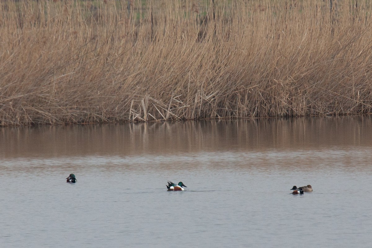 Northern Shoveler - ML541789631