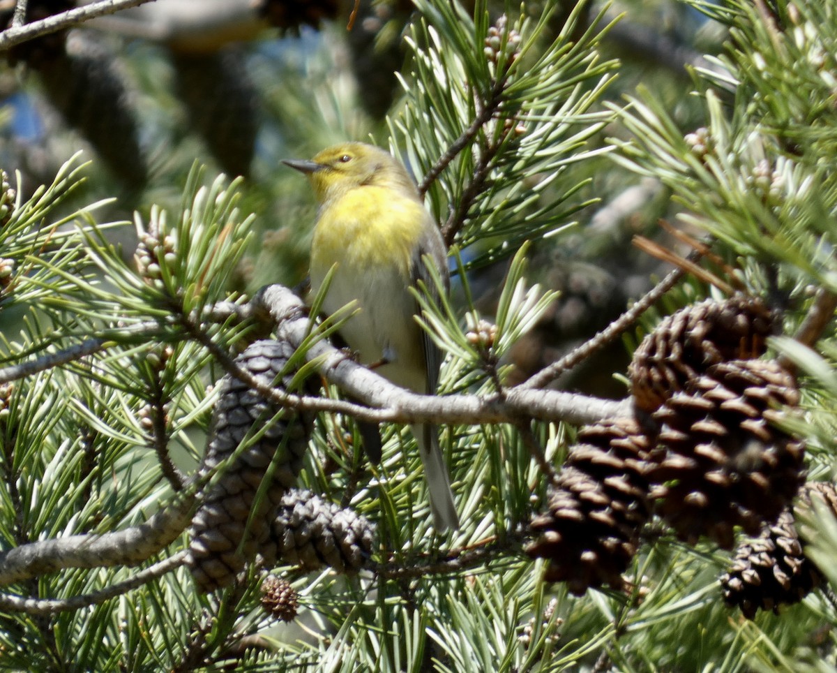 Pine Warbler - ML541789841