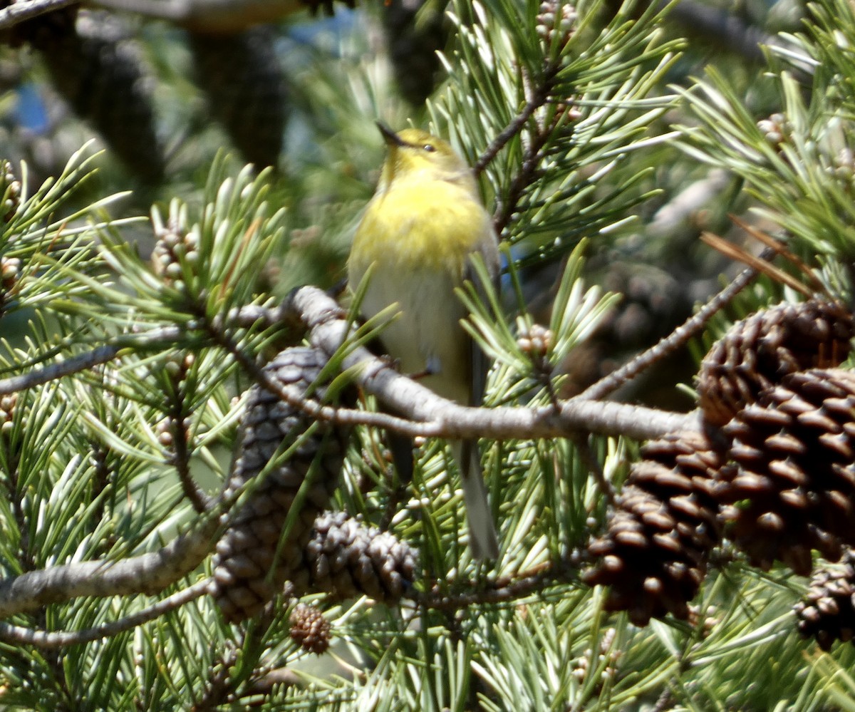 Pine Warbler - ML541789871