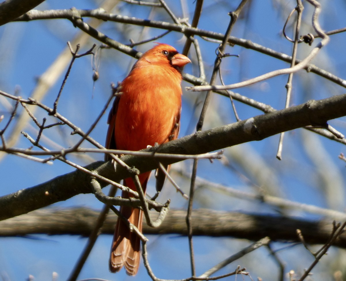 Northern Cardinal - ML541789961