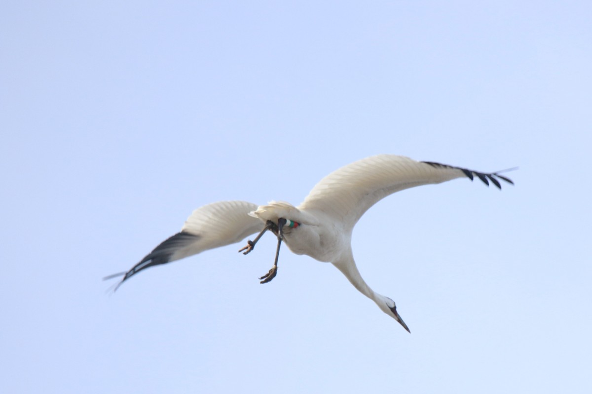 Whooping Crane - ML541791261