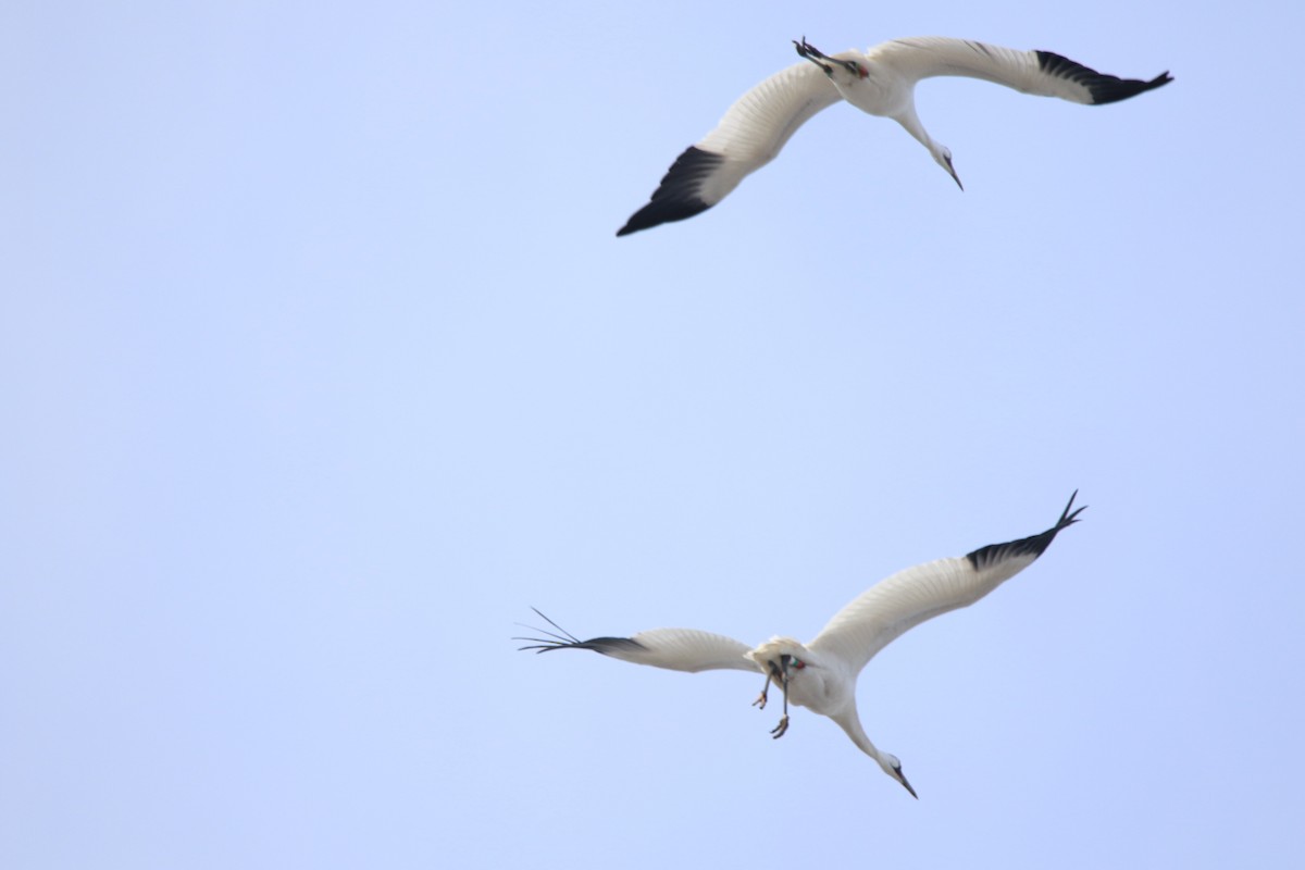 Whooping Crane - ML541791561