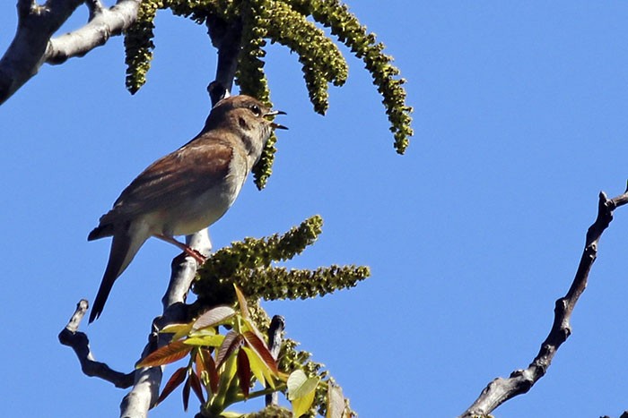 Common Nightingale - Francisco Barroqueiro