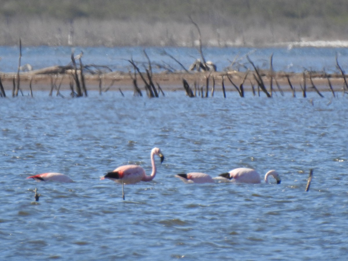 Andean Flamingo - ML541791761