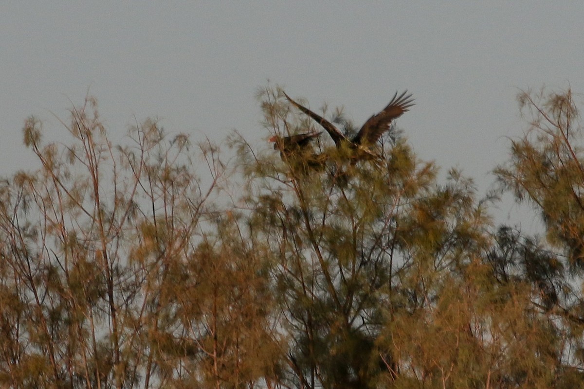 Turkey Vulture - ML541792291