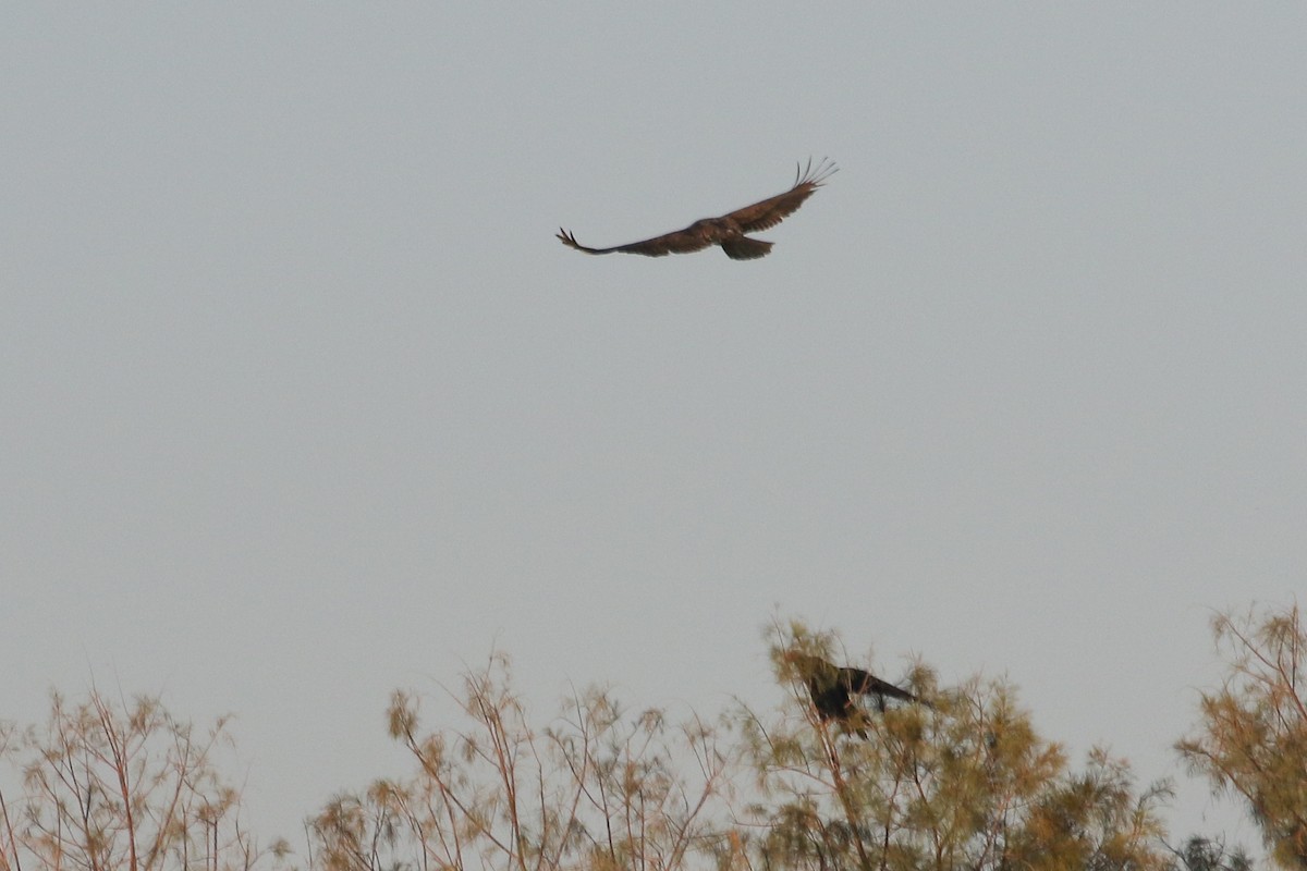 Turkey Vulture - ML541792301