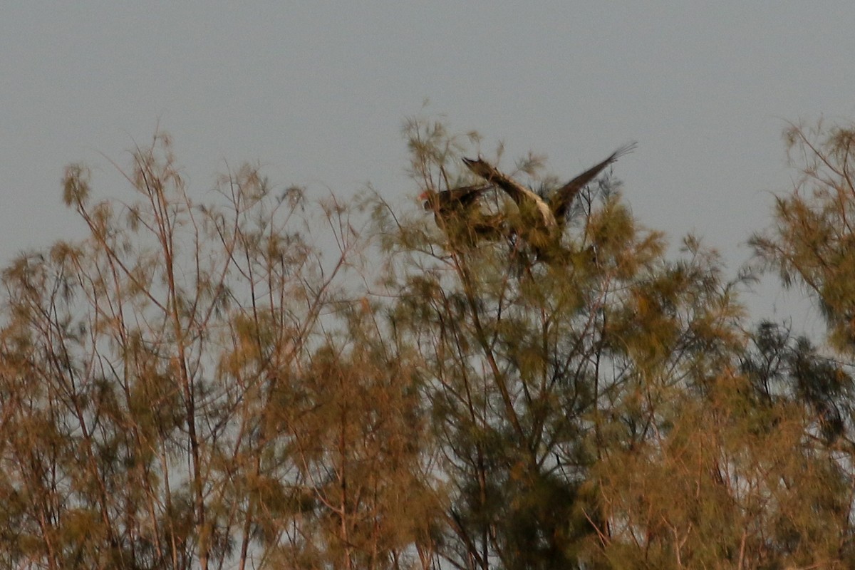 Turkey Vulture - ML541792311