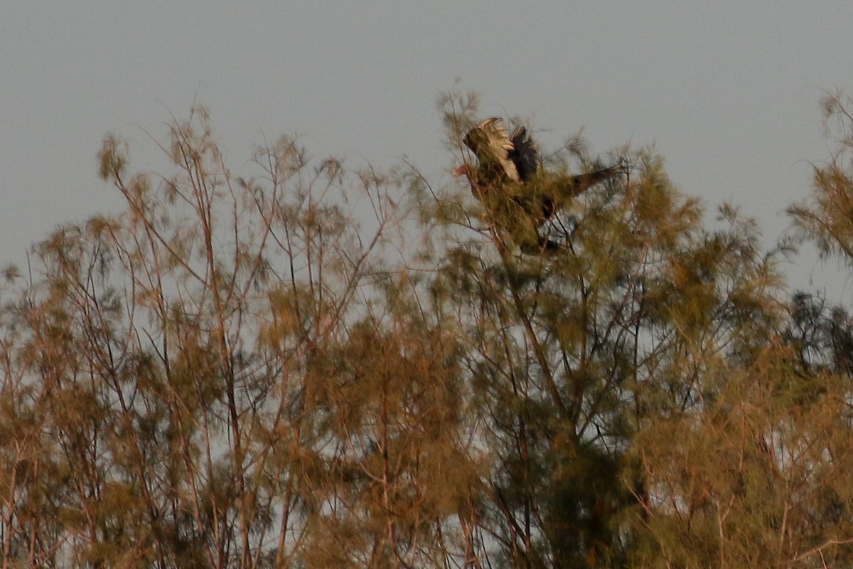 Turkey Vulture - ML541792321