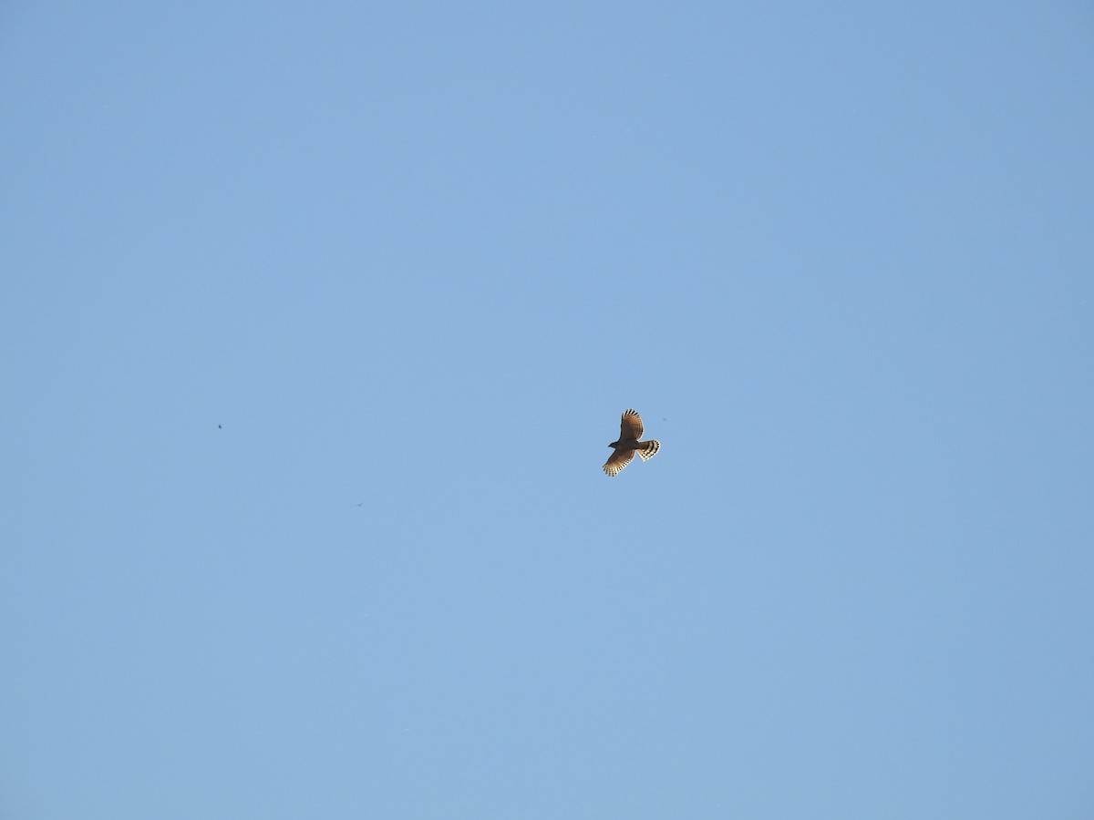 Roadside Hawk - ML541792501