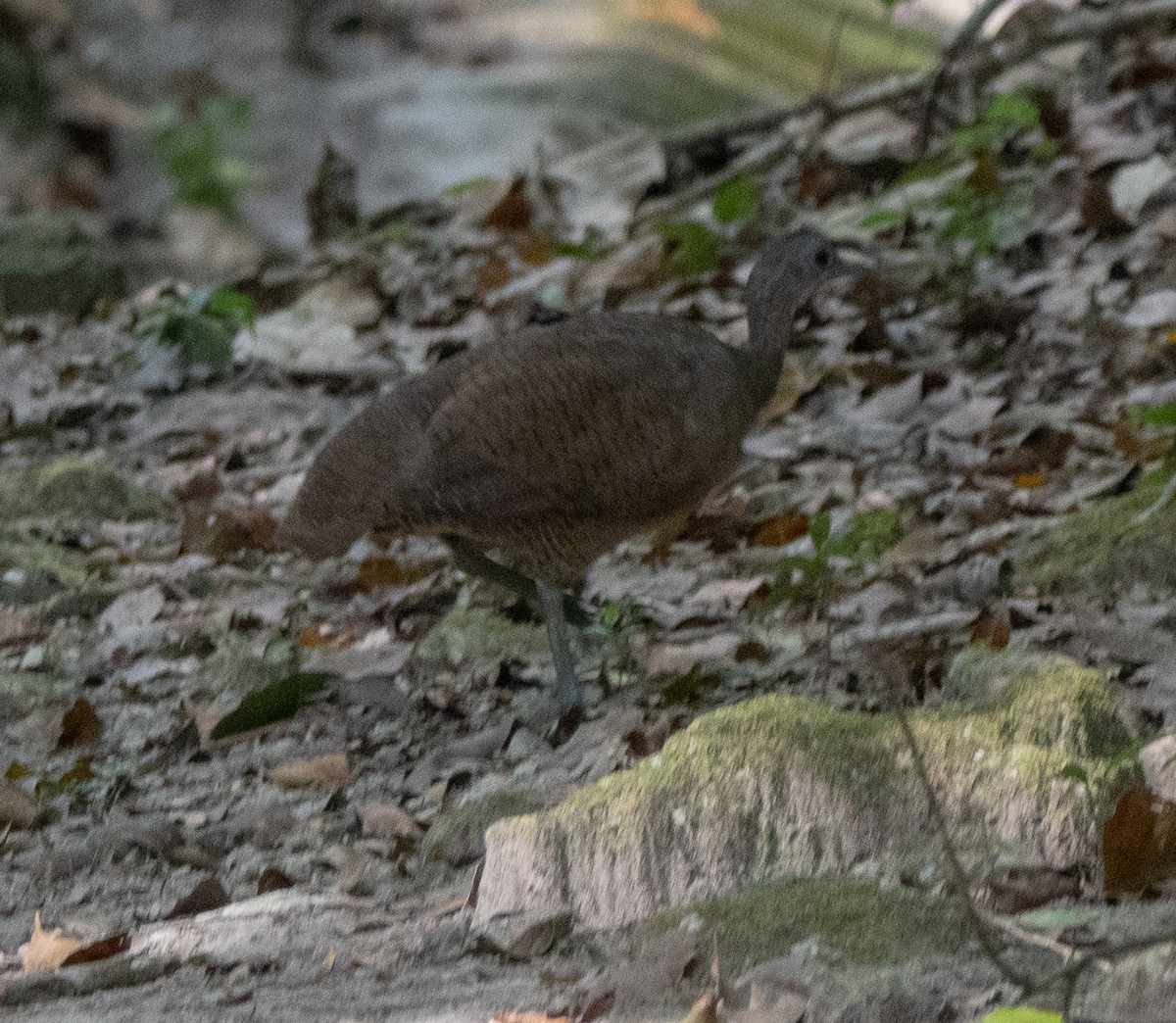 Grand Tinamou - ML541794201