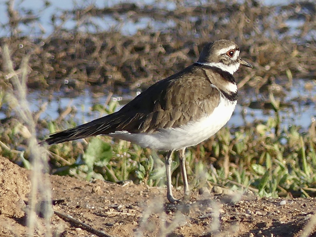 Killdeer - ML541794401